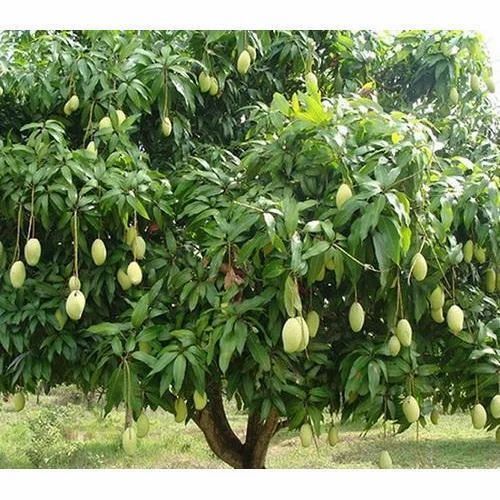 100% Natural And Pure Organic Mango Plant