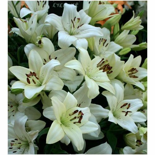 Natural Lily Flower Plant