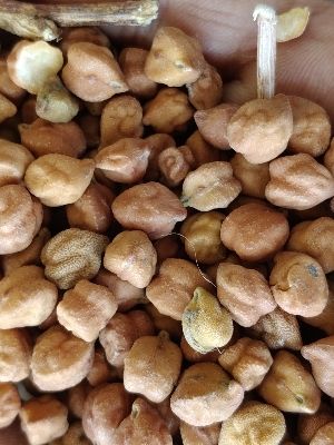 Healthy And Nutritious Desi Chana