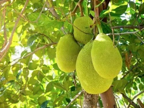 Jackfruit Plant