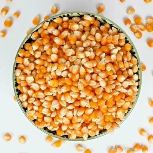 Yellow Maize Grains