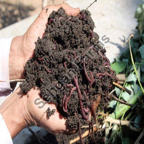 Green Vermicompost