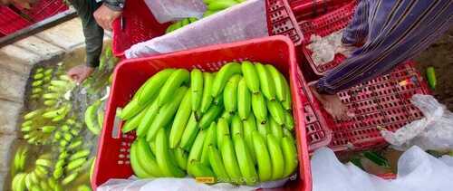 Delicious Taste Green Fresh Banana