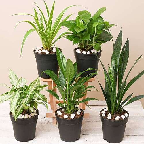 Indoor Plants 