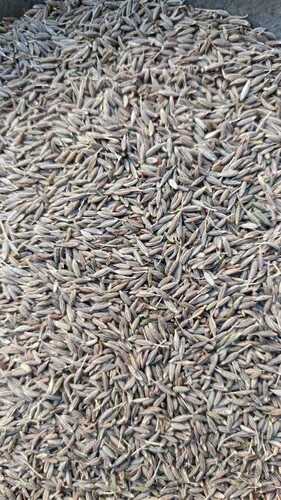 Cumin Seed