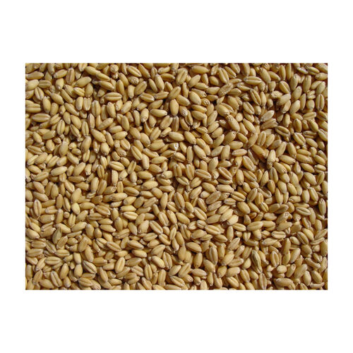 Hard Milling wheat grain