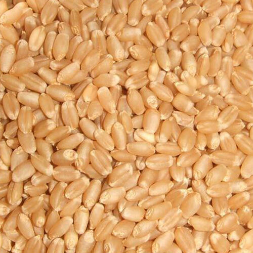 Wheat Grain