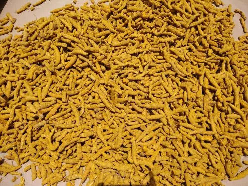 100% Organic A Grade Natural Yellow Turmeric Finger