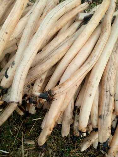 Dry Lotus Stem