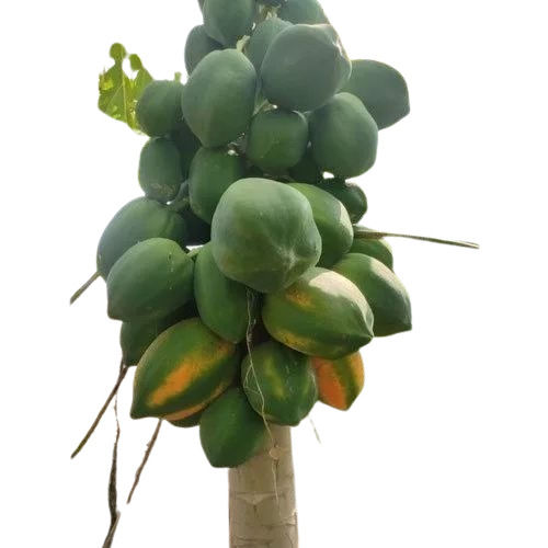 Natural Fresh Papaya Fruit at Best Price in Ahmedabad | Halima Spice ...