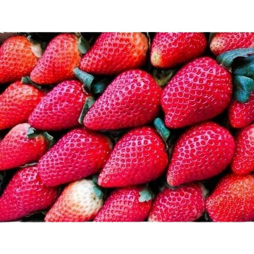 Fresh Red Strawberry