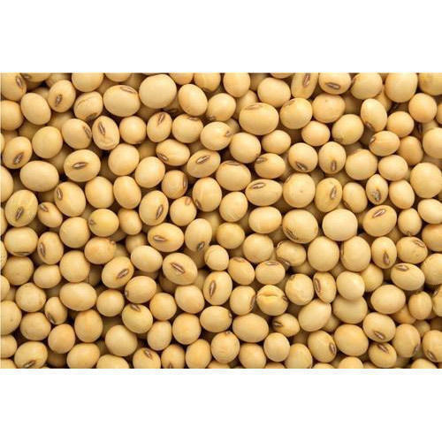 Pure Dried Soybean