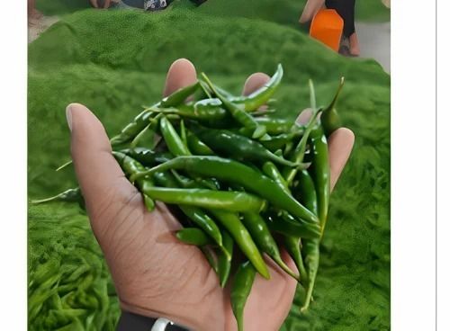 Natural Fresh Organic Green Chilli