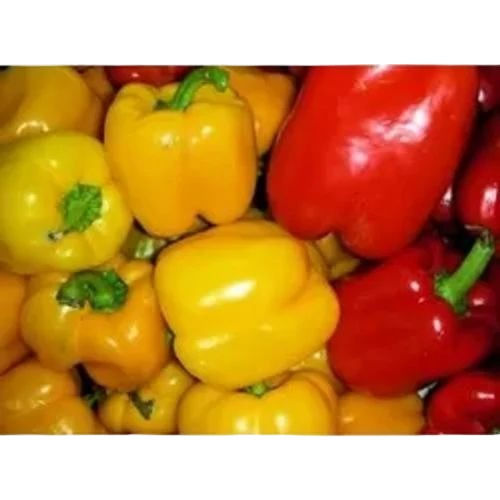 100% Pure Fresh Capsicum Vegetable