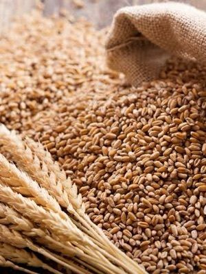 Export Quality Dried Organic Whole Wheat Grain