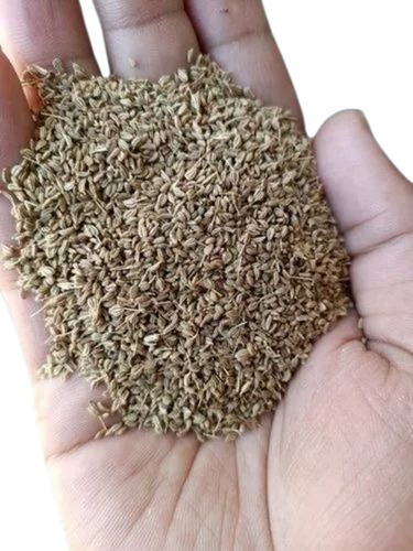 Natural Dried Fresh Ajwain Seeds