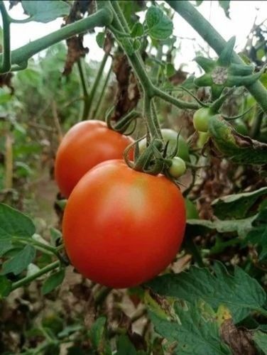 Organic Farm Tomatoes