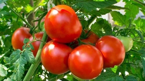 100% Pure Fresh Organic Farm Tomatoes