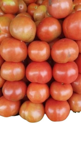 Red Fresh Tomatoes