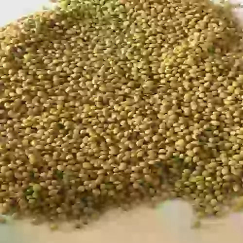 Organic Sun Dried Coriander Seeds Good For Health