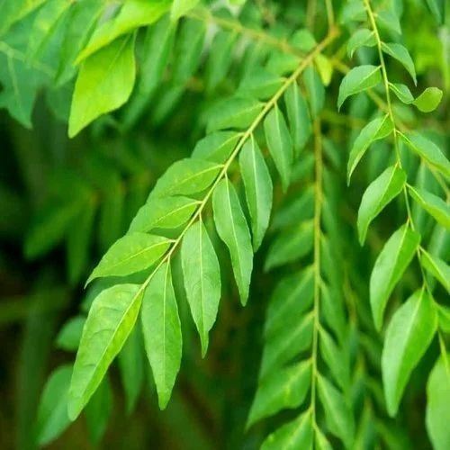 100% Natural Fresh Curry Leaves