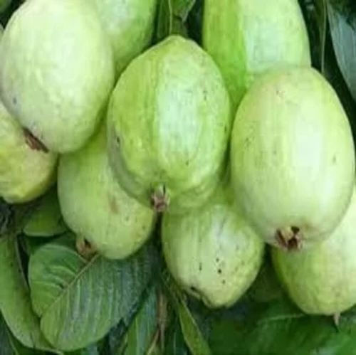 Fresh Guava