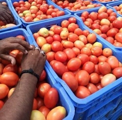 High Quality Desi Tomato