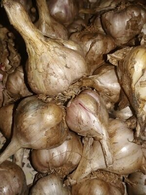 Wholesale Rate Normally Cultivated Fresh Hill Garlic