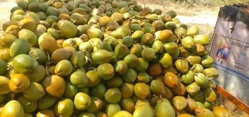 Best Quality Fresh Tender Coconut