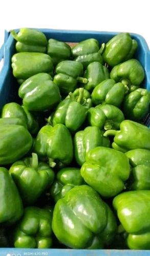 100% Natural Fresh Green Capsicum