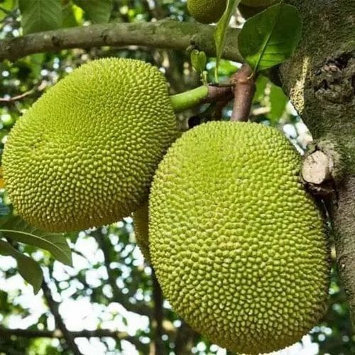 Green Jackfruits