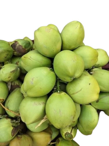 Natural Fresh Green Tender Coconut