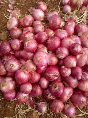 Red Onion