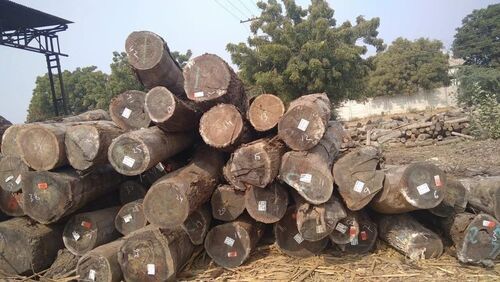 Solid Round Walnut Wood Logs For Furniture