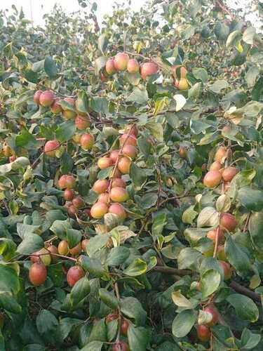 Apple Plant