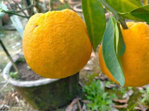 Fruit Plant - Cultivation Type: Common