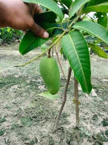 Mango Plant - Color: Green