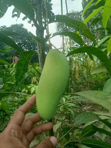 Natural Green Mango Plant