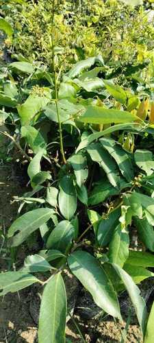 Organic Natural Green Litchi Plant