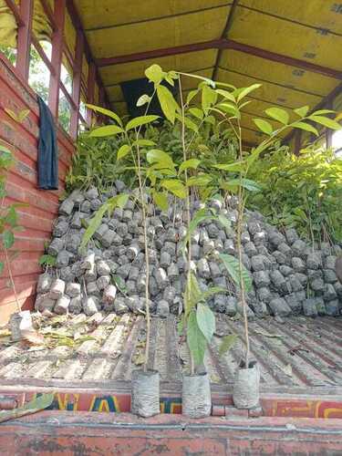 Organic Natural Green Mahogany Plant