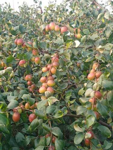 Apple Plant - Natural Organic Bharat Sundori Apple Ber, 1.2m Stem Length | Requires Well-Drained Soil, Thrives in Moderate Temperatures, Well Watered