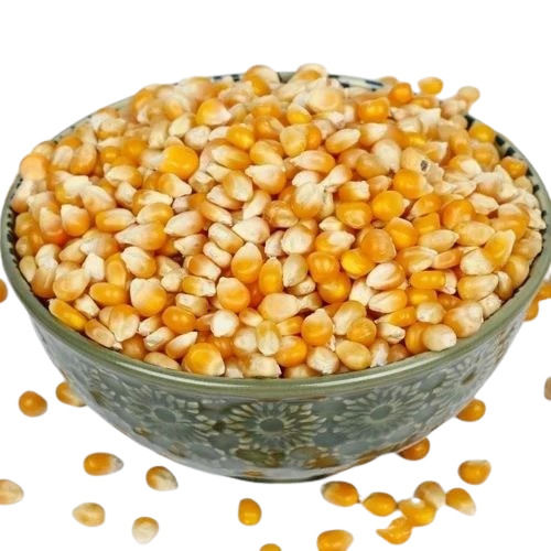 Organic Yellow Maize Seed