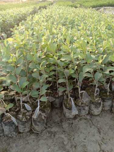 High Quality Apple Ber Plant at Best Price in Habra | Bengal Garden Nursery