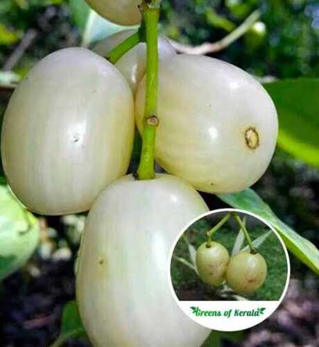 Jamun Fruit Plant