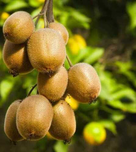 Garden Kiwi Plant For Farming