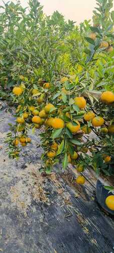 Lemon Plant 