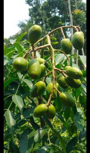 Normally Cultivated Mango Plant For Farming