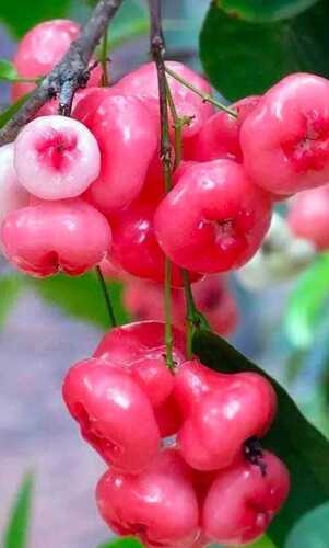 Red Jamun Fruit Plant
