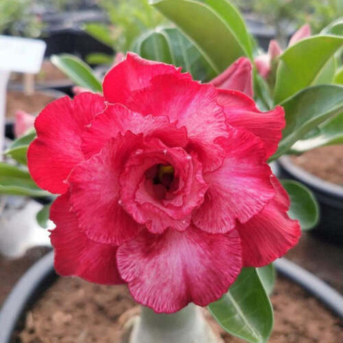 Full Sun Exposure Adenium Flower Plant For Home