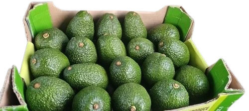 Natural Fresh Imported Avocado Fruits